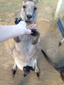 Kangaroo, Bonorong Wildlife Center, Tasmania, Australia