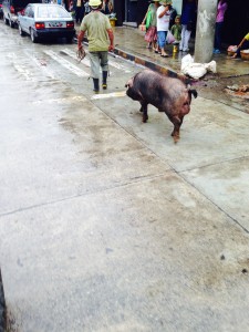 Pig in street